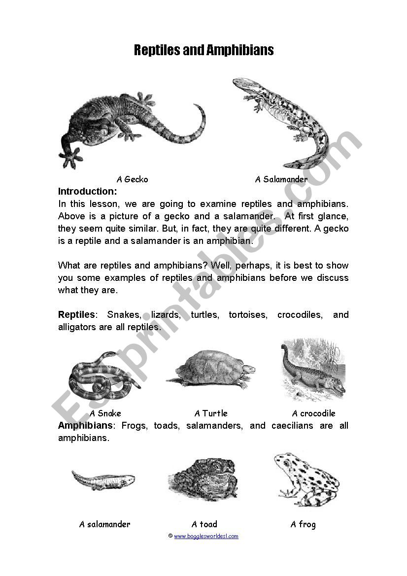 Amiphians and reptiles worksheet