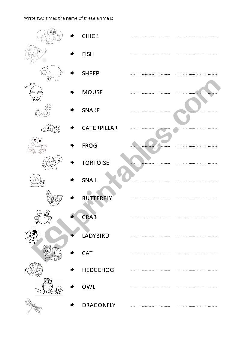 animals worksheet