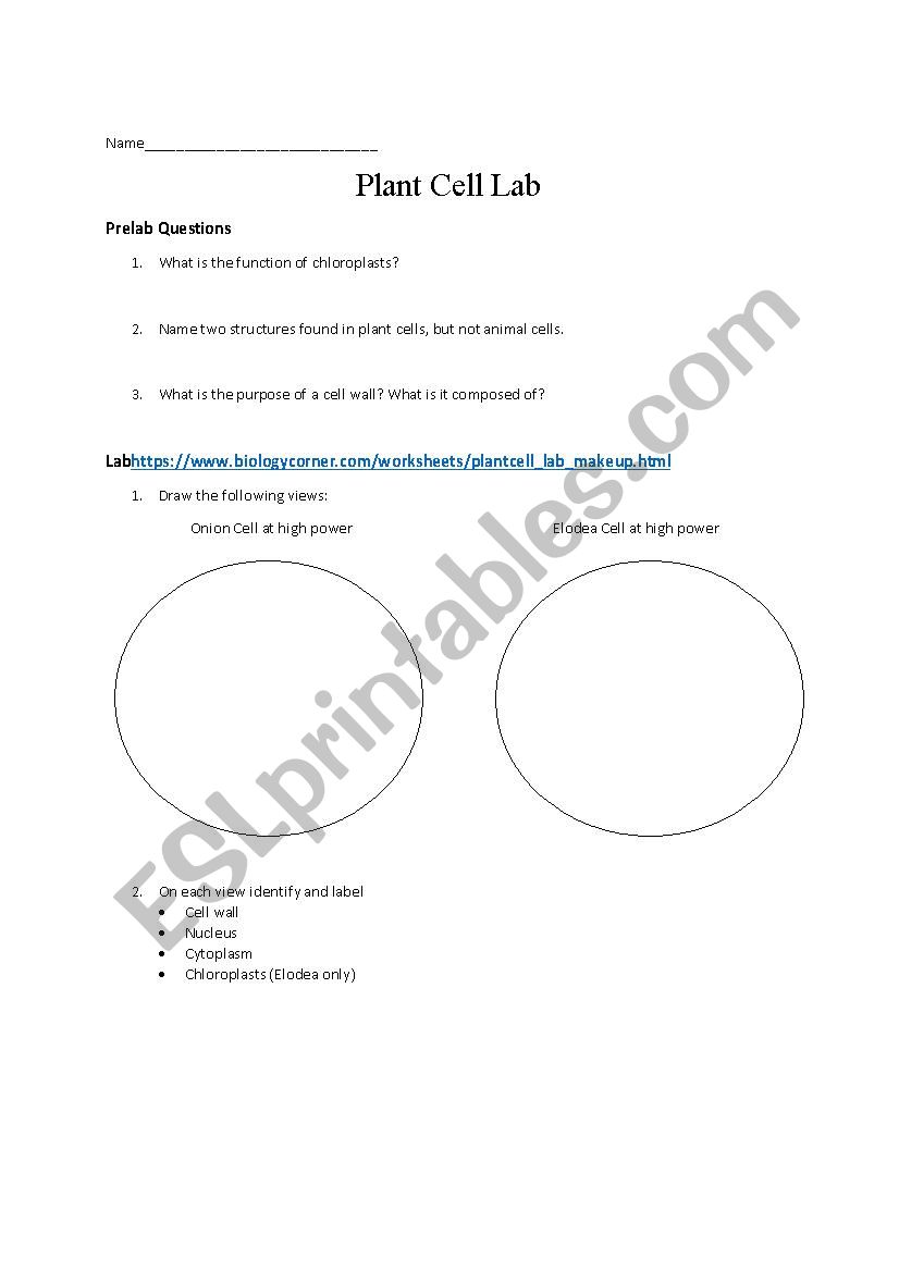 Plant Cell Lab worksheet