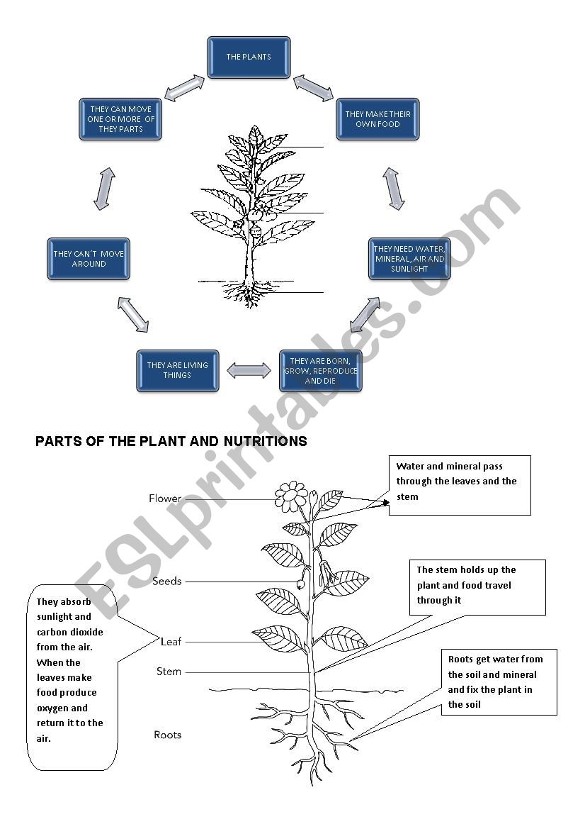 the plans worksheet