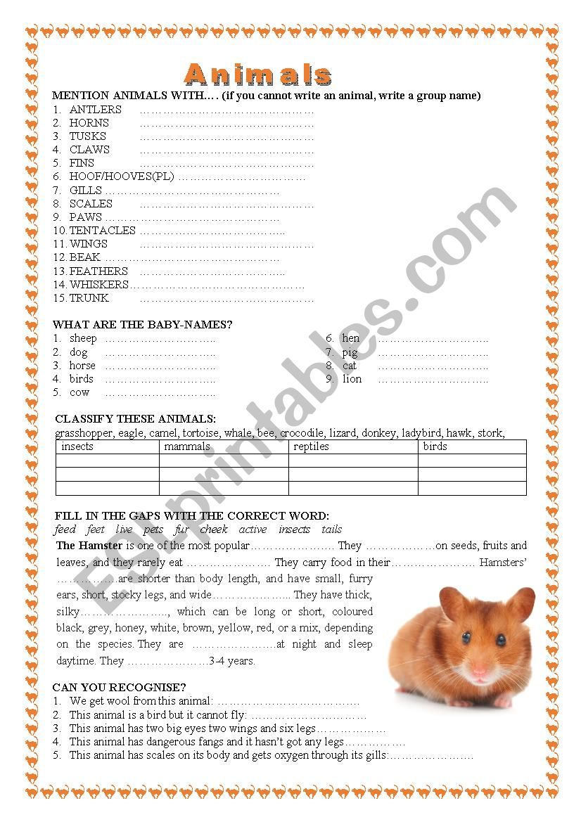 animals worksheet