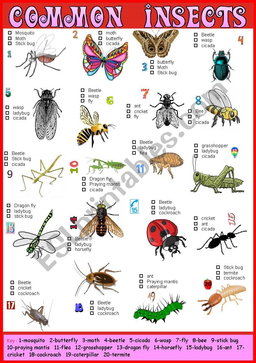 Common Insects Pictionary and Multiple choice + Key