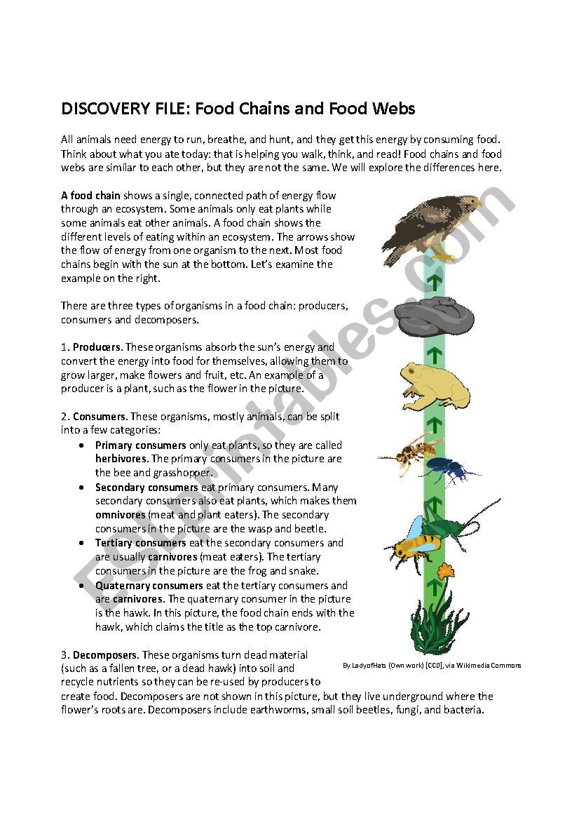 Food Chains and Webs worksheet