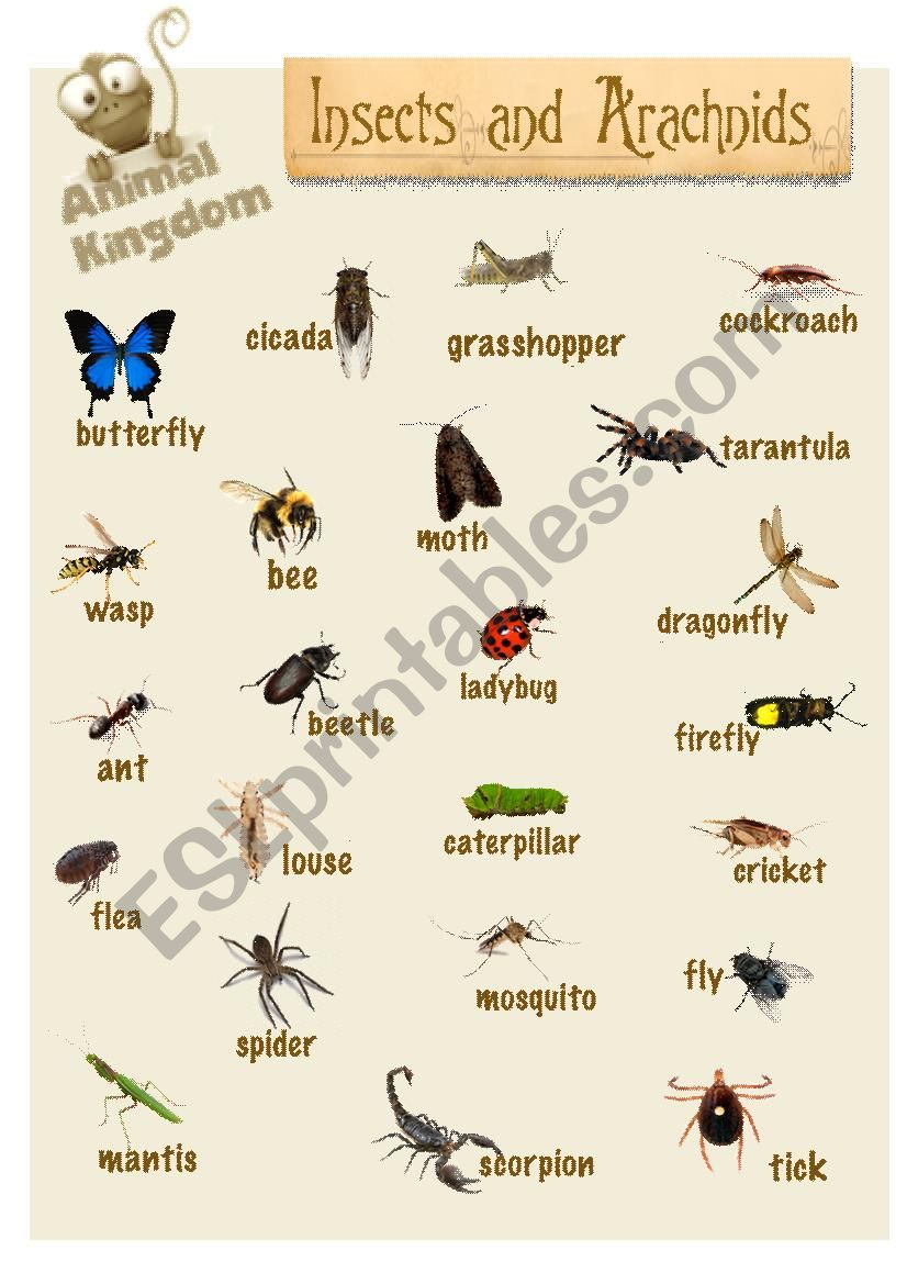 Animal Kingdom - Insects worksheet