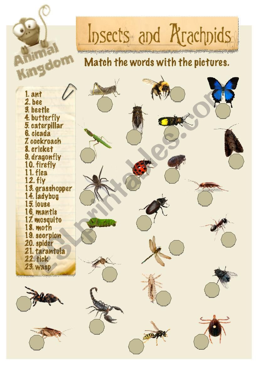 Animal Kingdom - Insects (2) worksheet