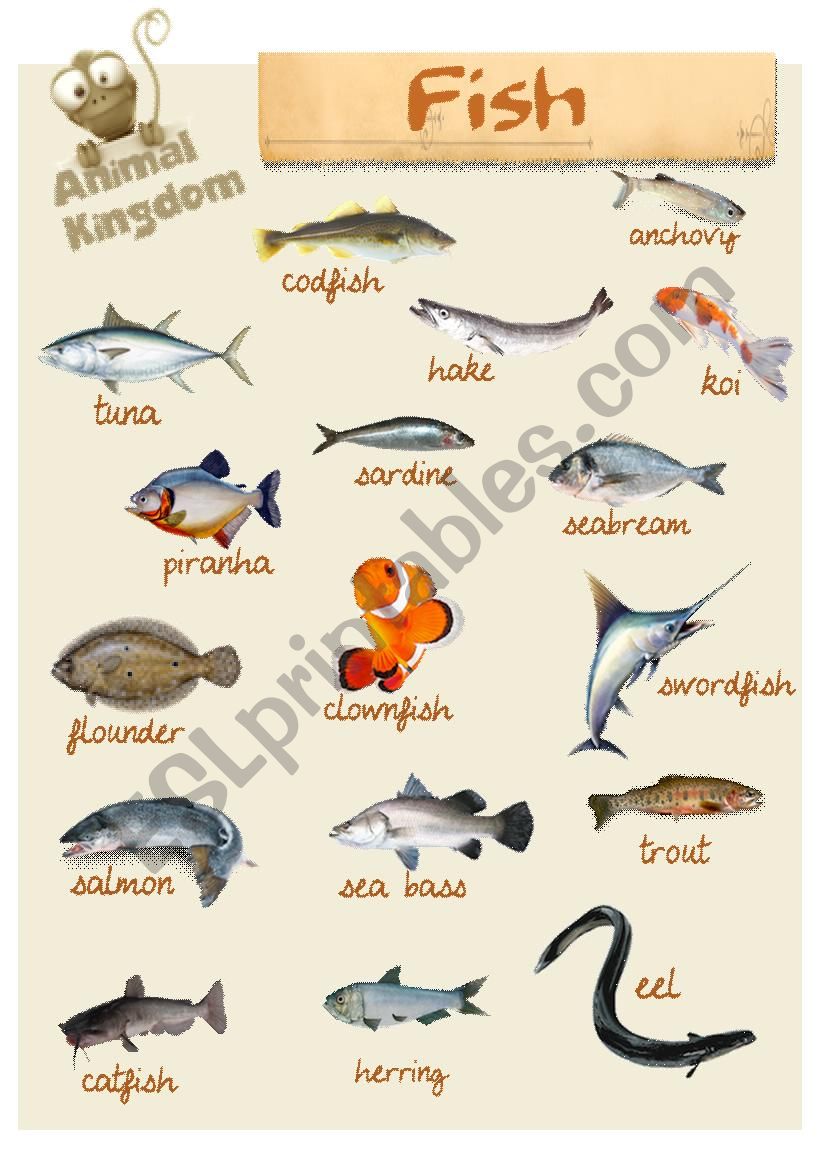 Animal Kingdom - Fish worksheet
