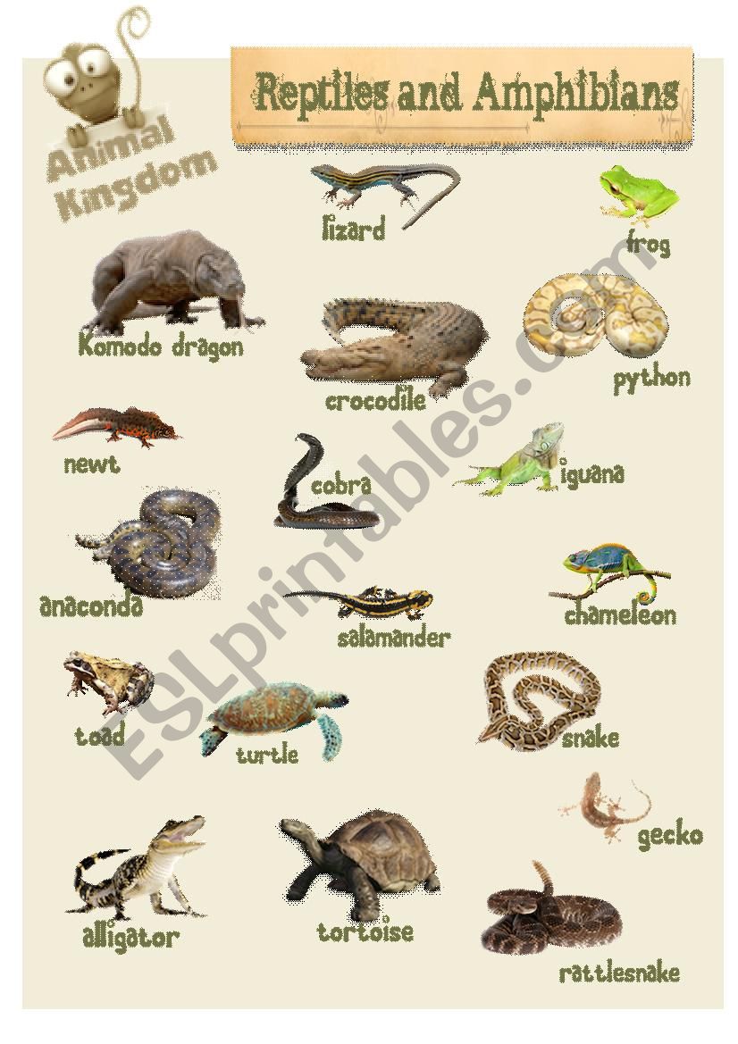 Animal Kingdom - Reptiles worksheet