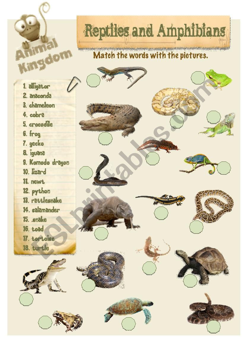 Animal Kingdom - Reptiles (2) worksheet