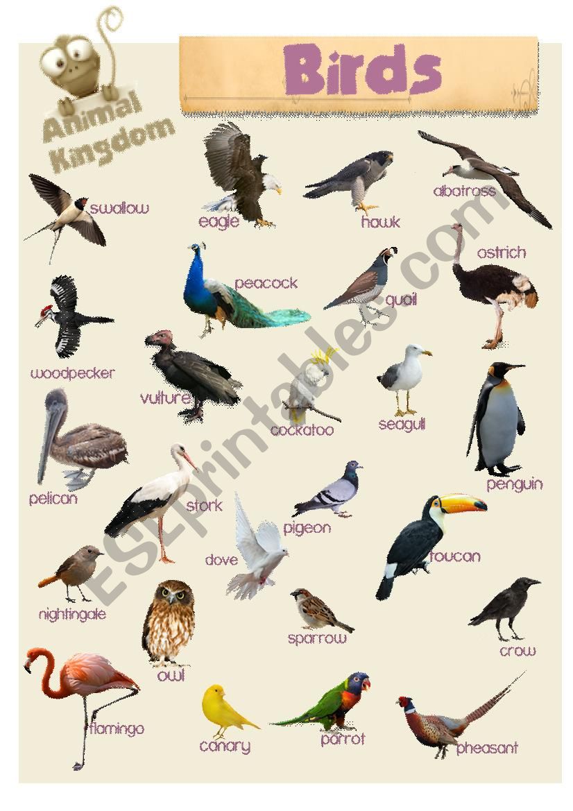 Animal Kingdom - Birds - ESL worksheet by Book Geek