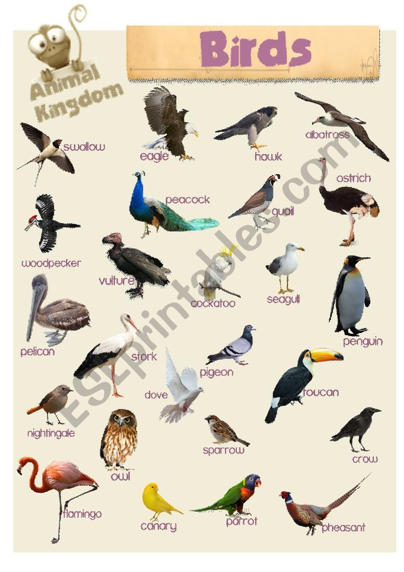 Animal Kingdom - Birds worksheet