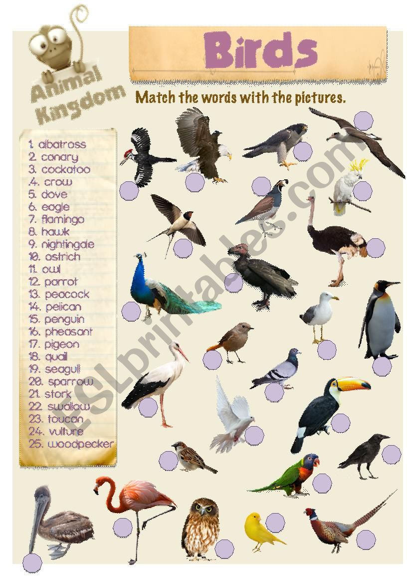 Animal Kingdom - Birds (2) - ESL worksheet by Book Geek