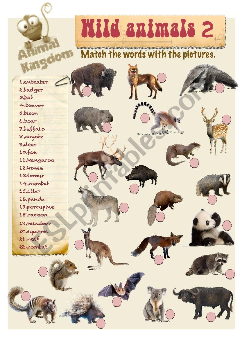 Animal Kingdom - Wild (B)-2 worksheet