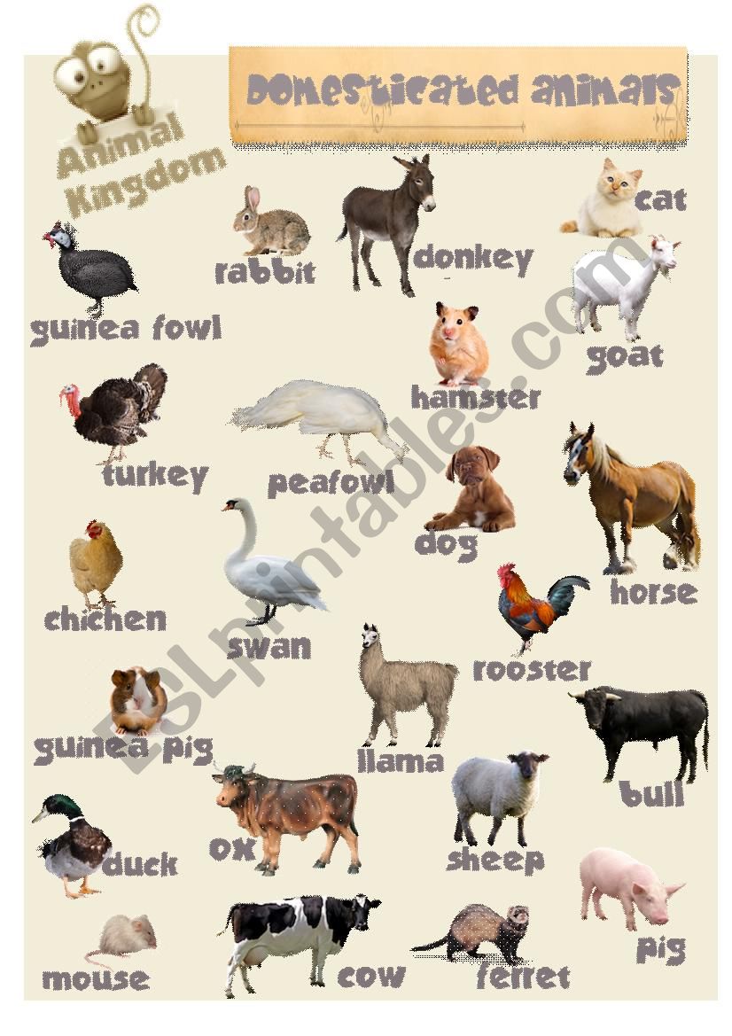 Animal Kingdom - Domesticated animals