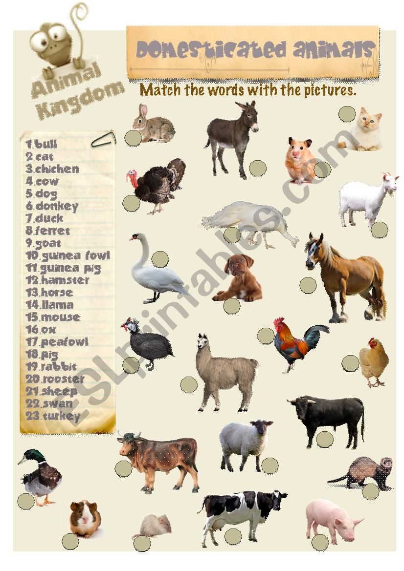 Animal Kingdom - Domesticated animals (2) - ESL worksheet by Book Geek
