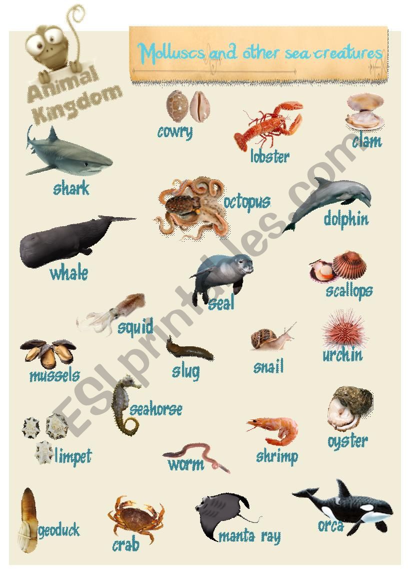 Animal Kingdom - Molluscs and other sea creatures