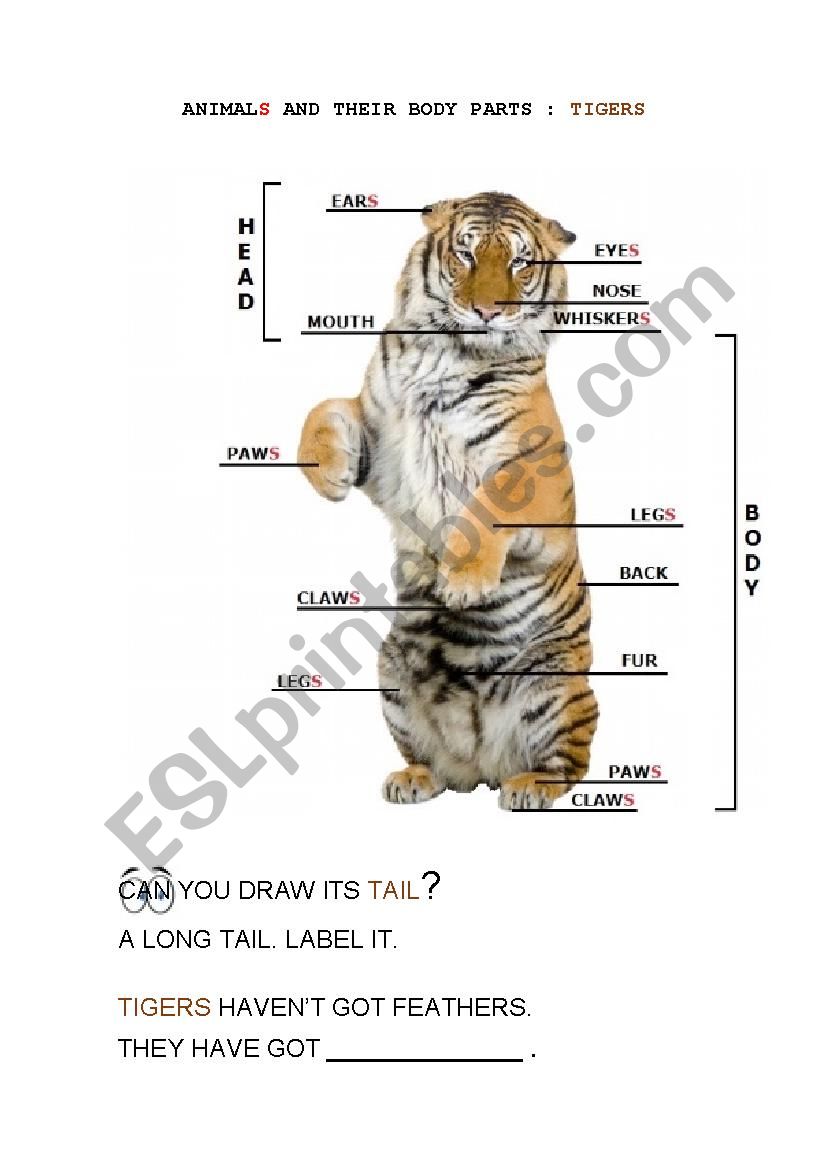 ANIMAL BODY PARTS: TIGERS worksheet