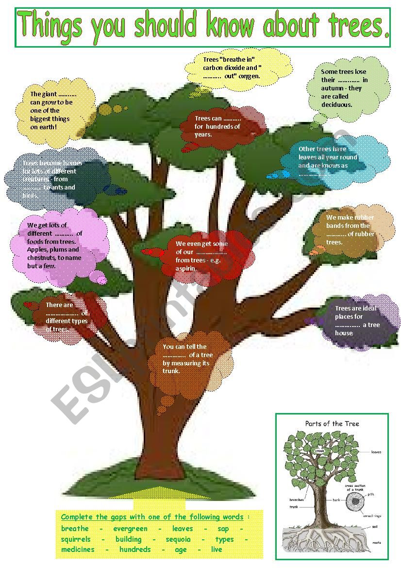 Things you should know about trees. Fill in the gap + key + teacherÂ´s extras.