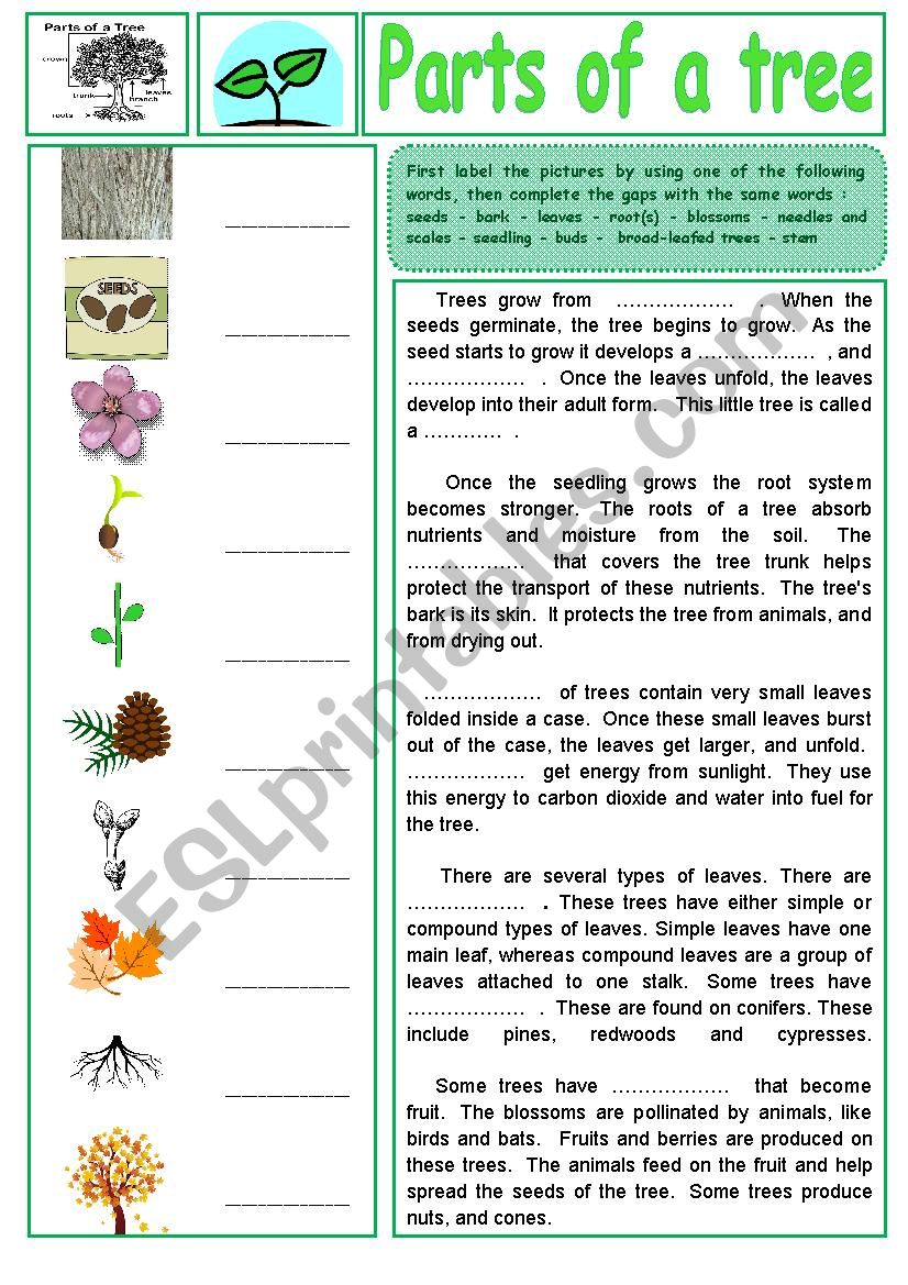  Parts of a tree. Label the pictures and fill in the gaps + key.