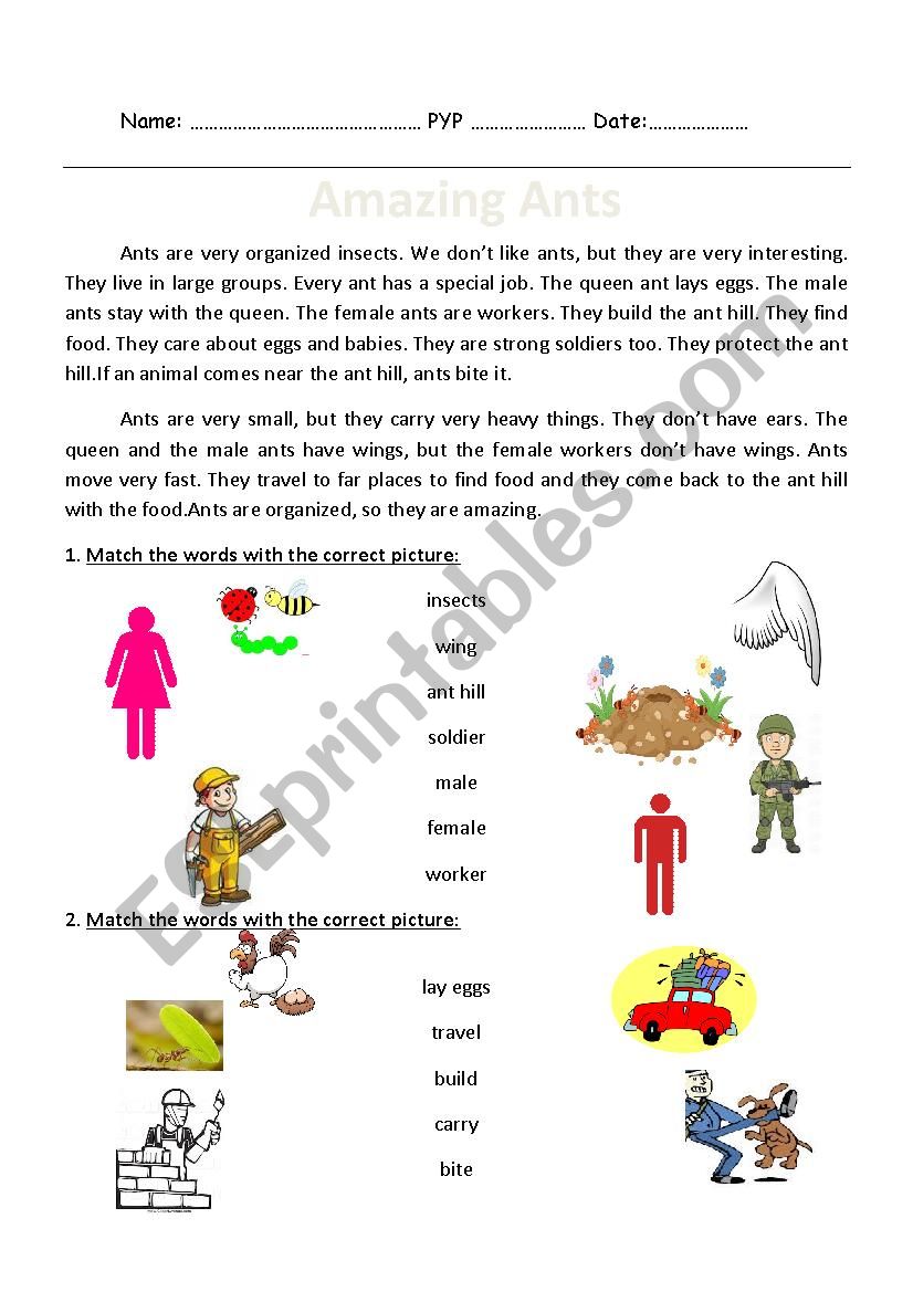 Amazing ants Reading passage worksheet