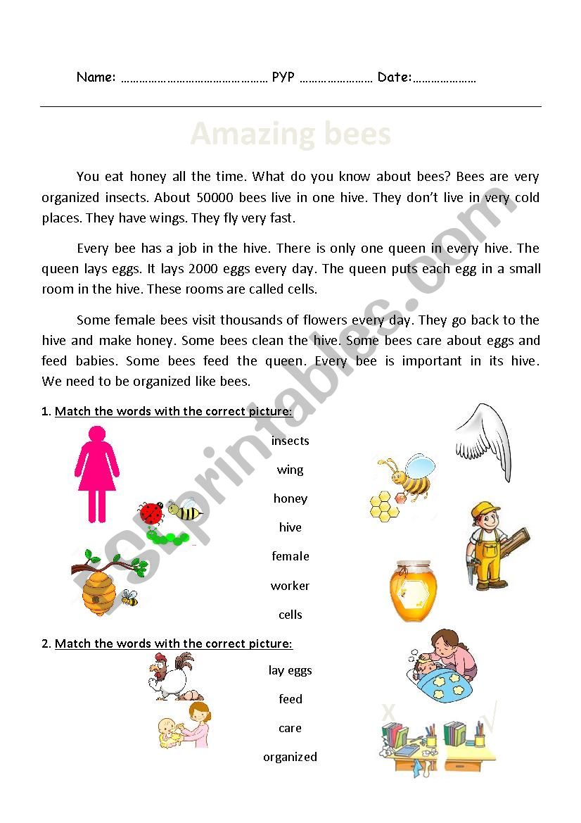 Amazing bees Reading passage worksheet