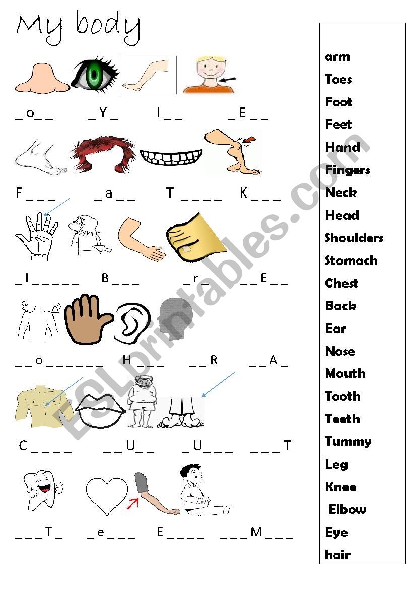 my body  worksheet