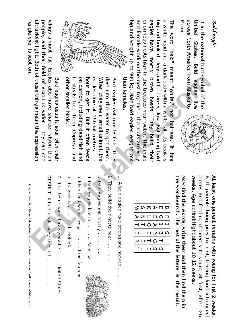 Animal - bald eagle worksheet