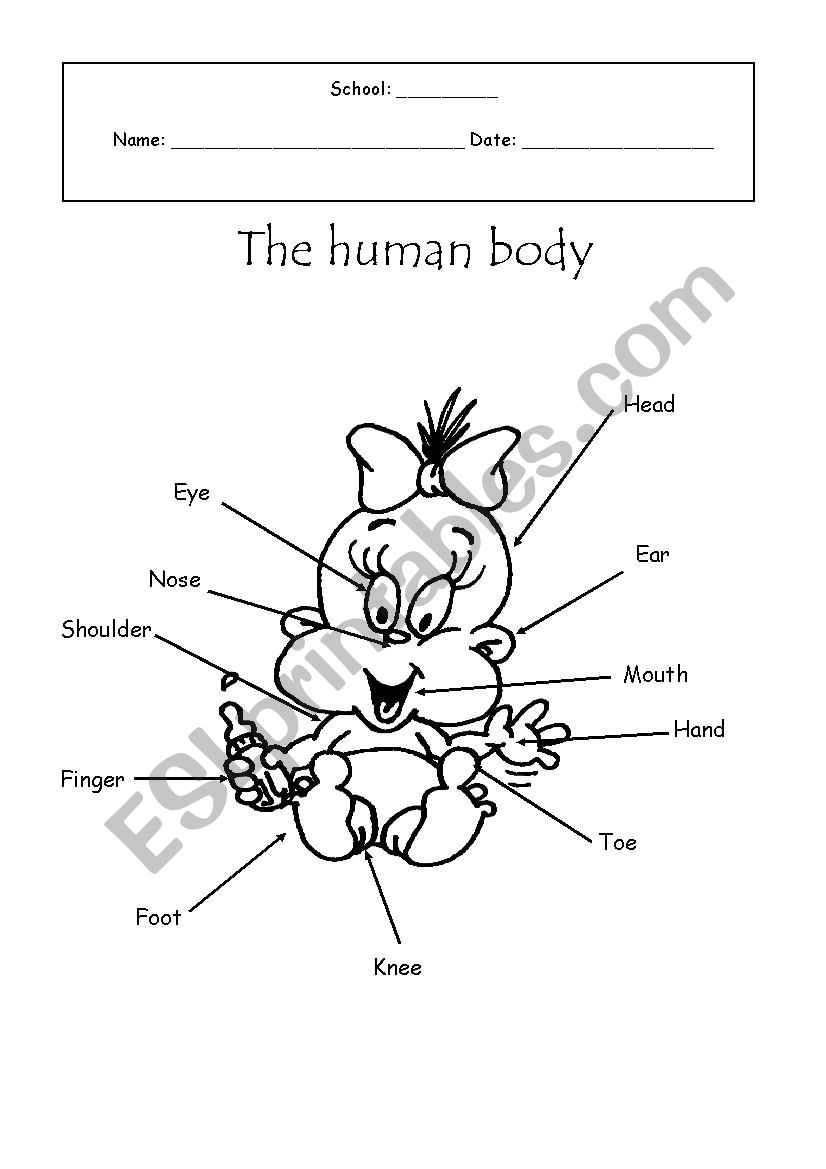 Human Body worksheet