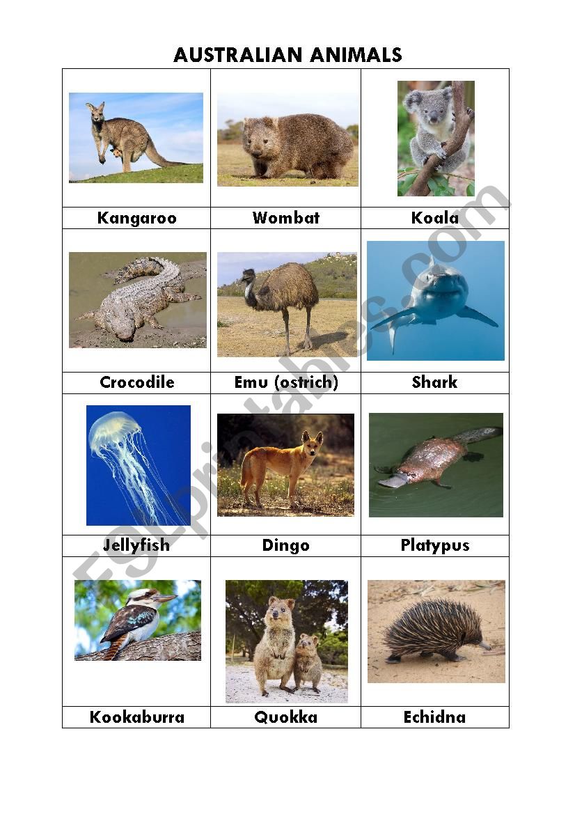 Australian animals + solution - ESL worksheet by Elly99