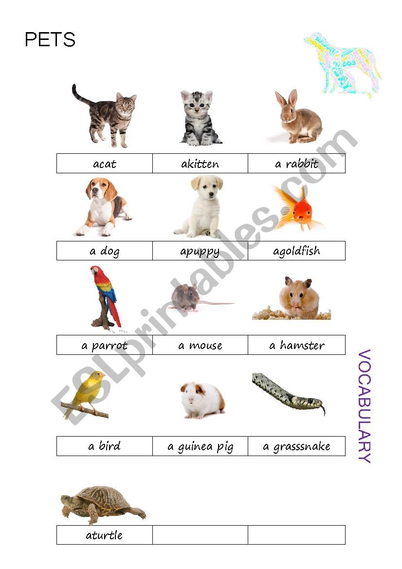 Pets Pictionary worksheet