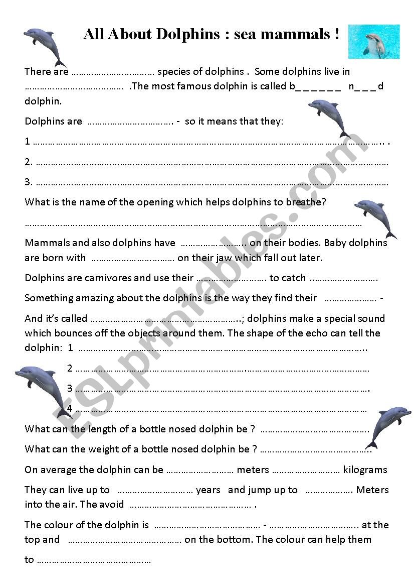 A film about dolphins worksheet