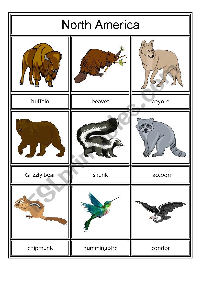 Animals from different continents - part 2 - North and South America