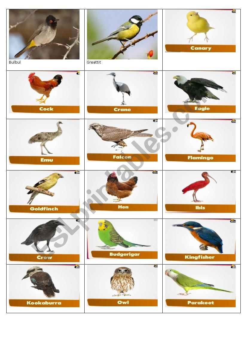 Birds worksheet