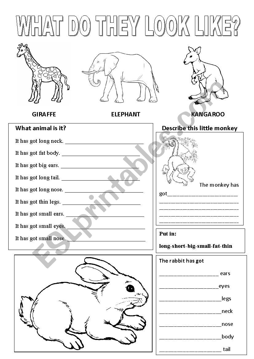 Animals-body worksheet