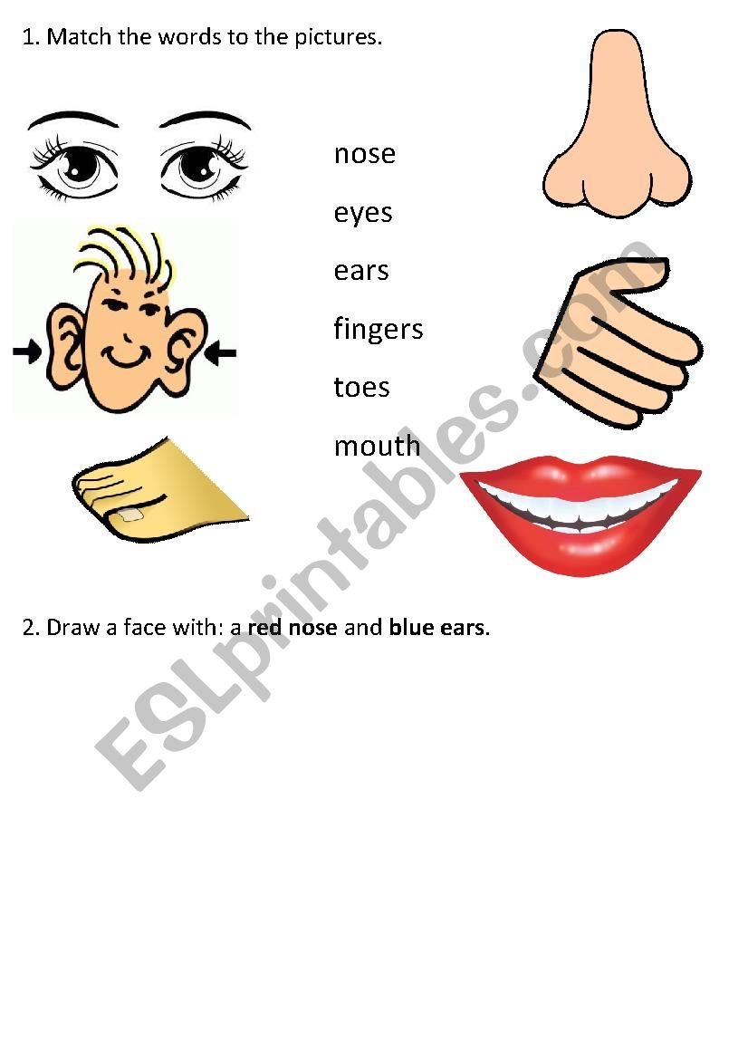 Face parts - exercises worksheet