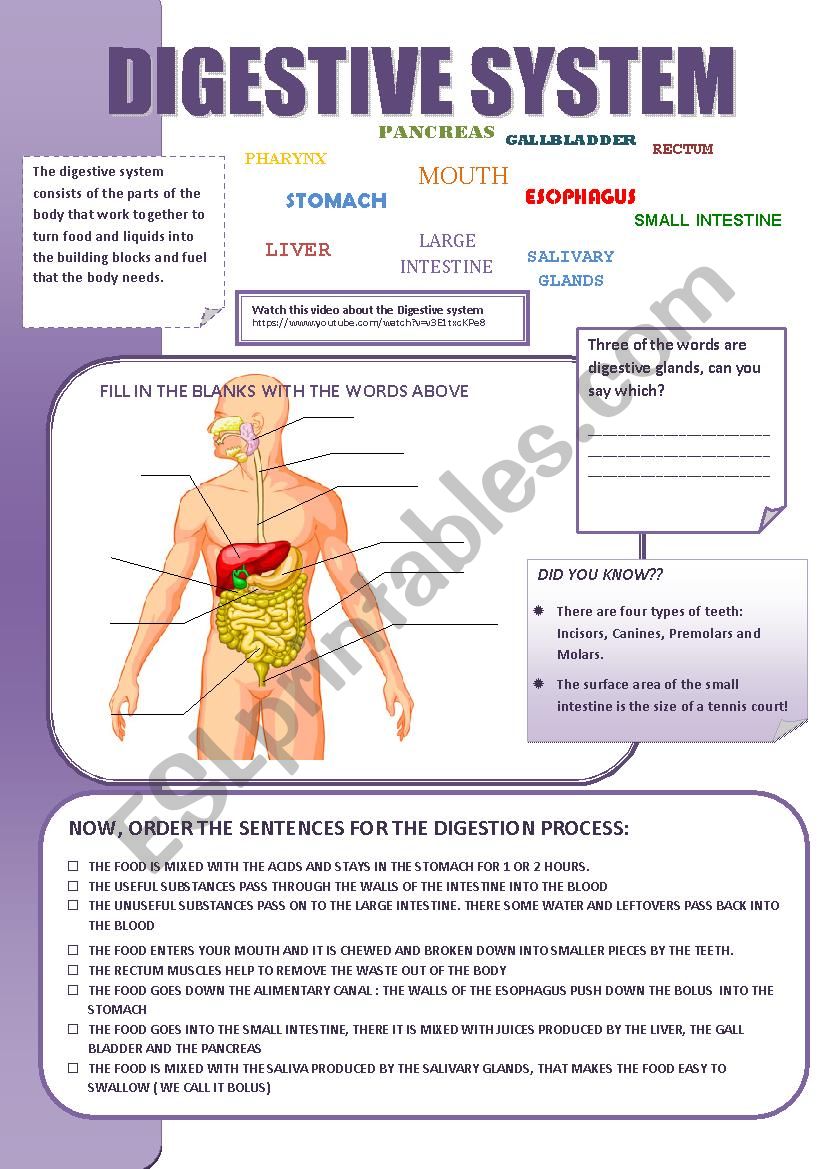 DIGESTIVE SYSTEM worksheet