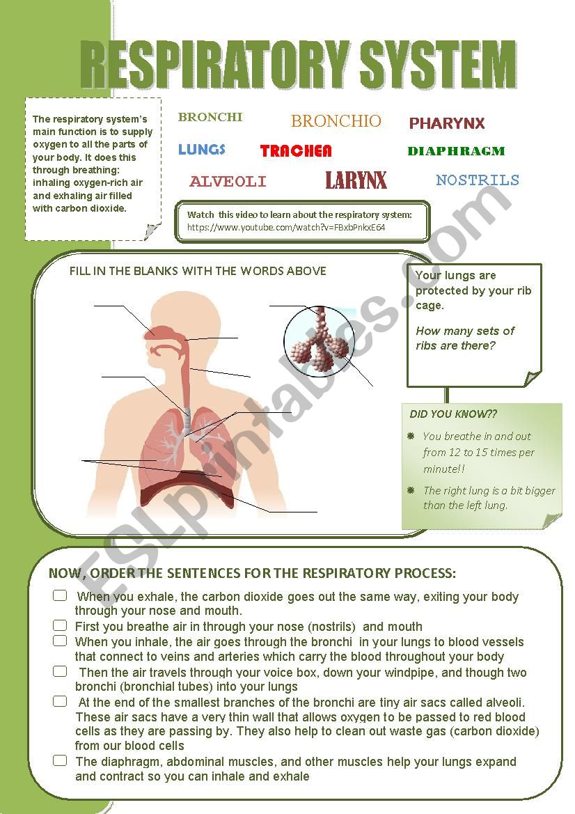 RESPIRATORY SYSTEM worksheet