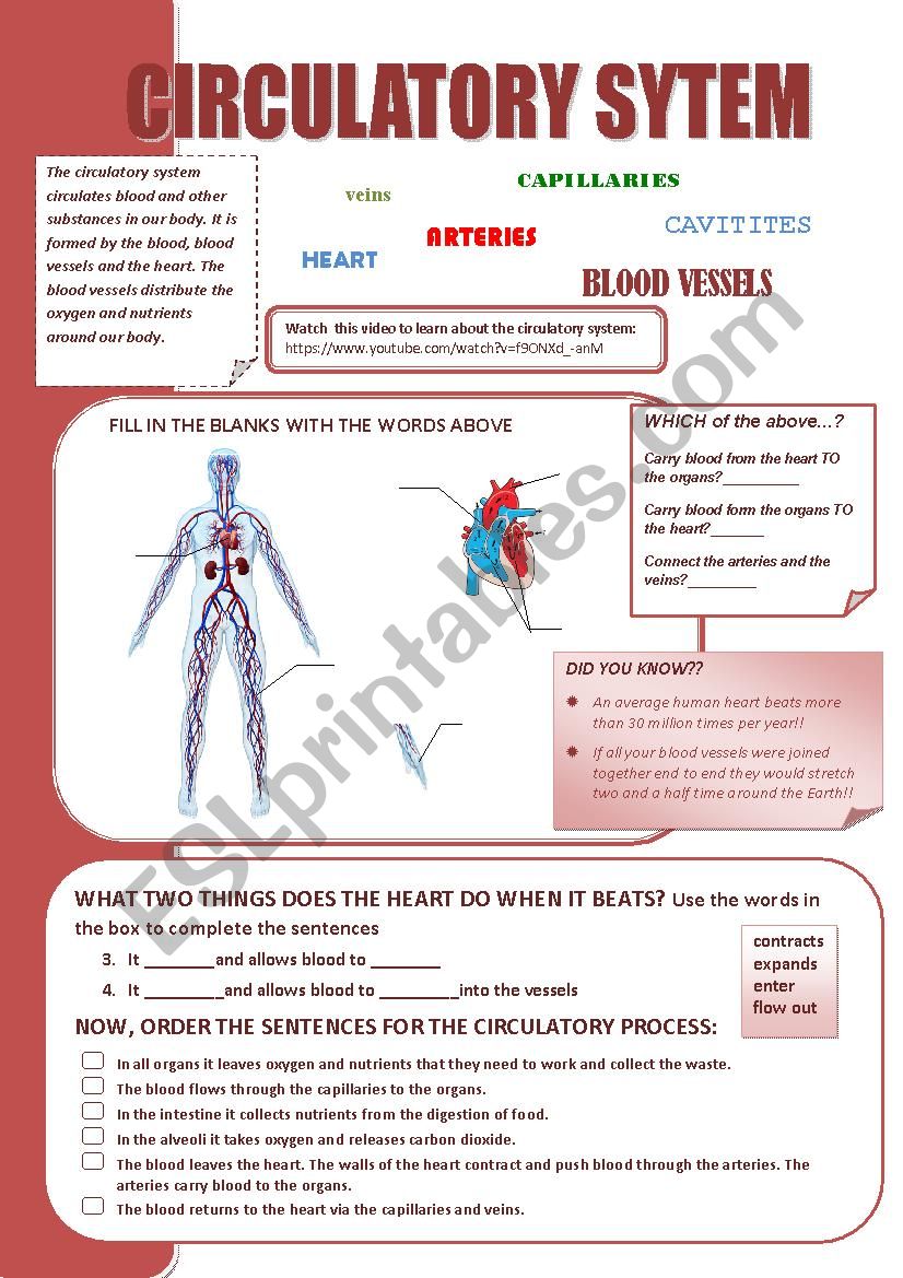 CIRCULATORY SYSTEM worksheet