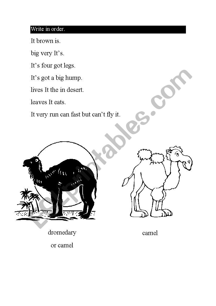 animals worksheet