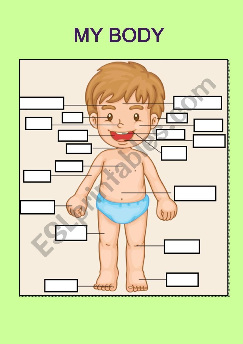 body parts worksheet