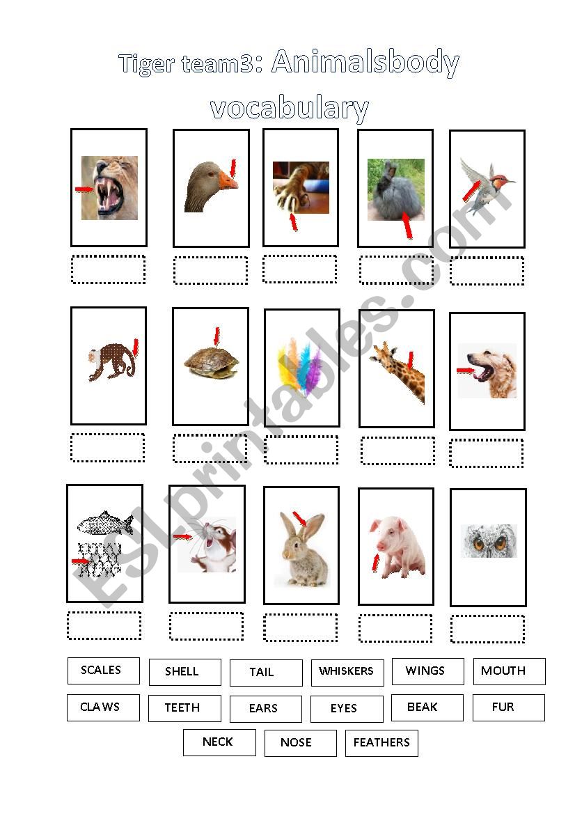 Animals body vocabulary worksheet