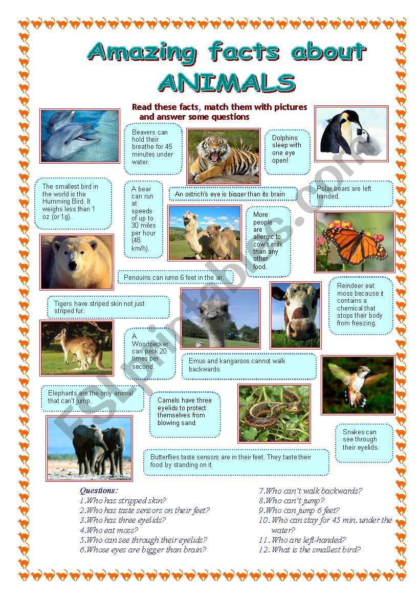 Amazing facts about animals (1 part) - ESL worksheet by Makol