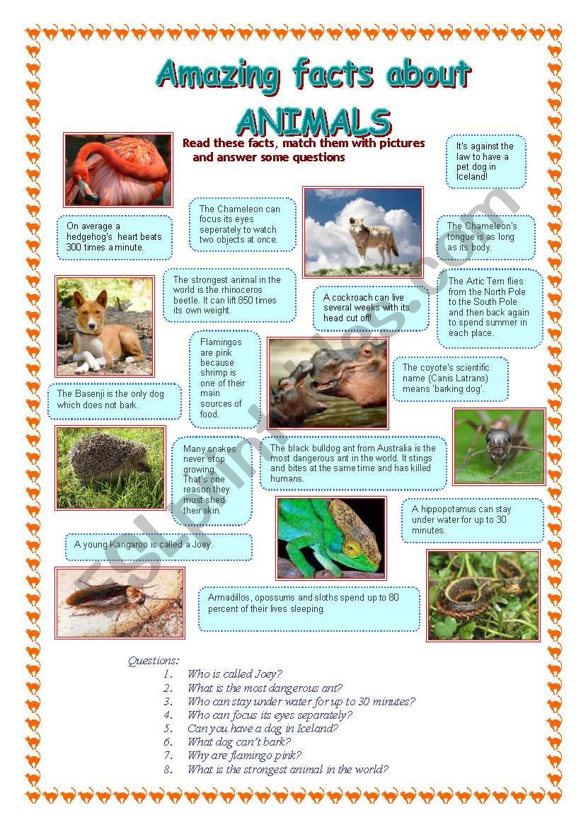 Amazing facts about animals (2 part) - ESL worksheet by Makol