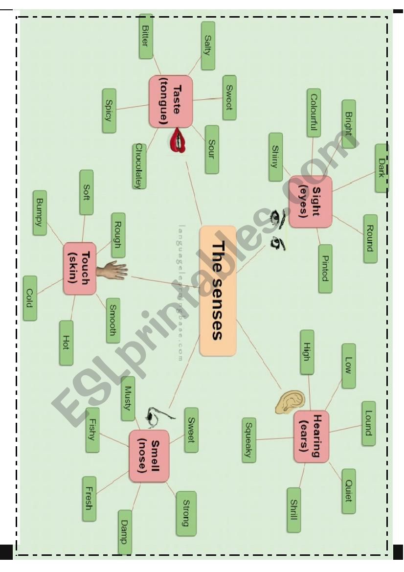 the senses worksheet