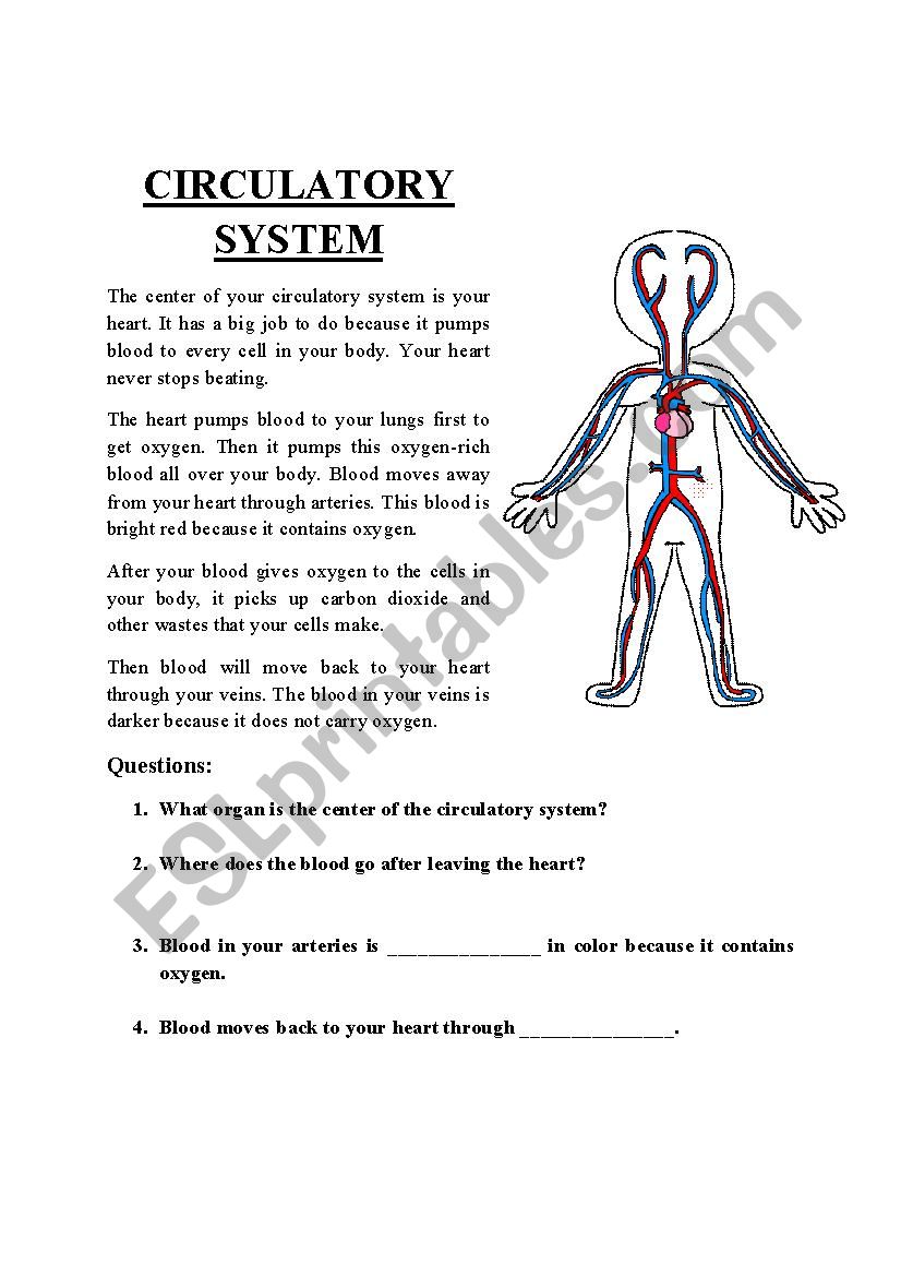 circulatory-system-esl-worksheet-by-reneeultado