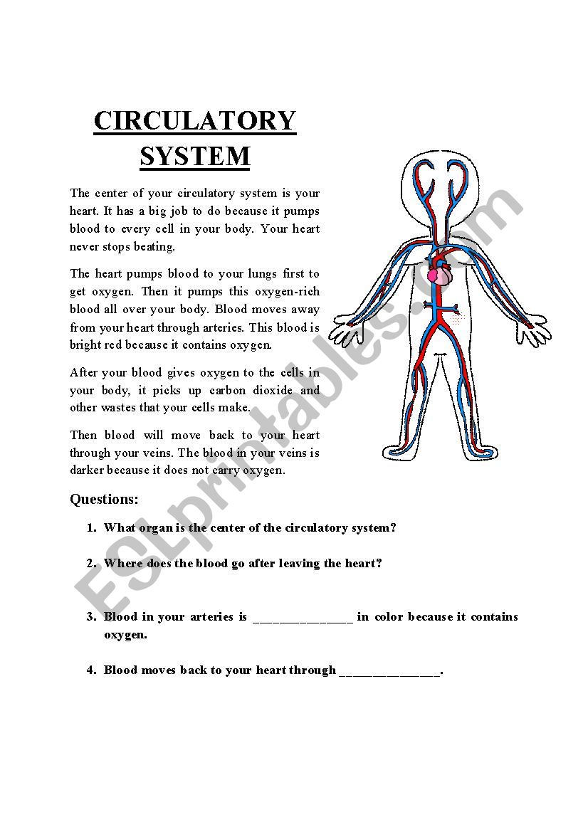 Circulatory System worksheet