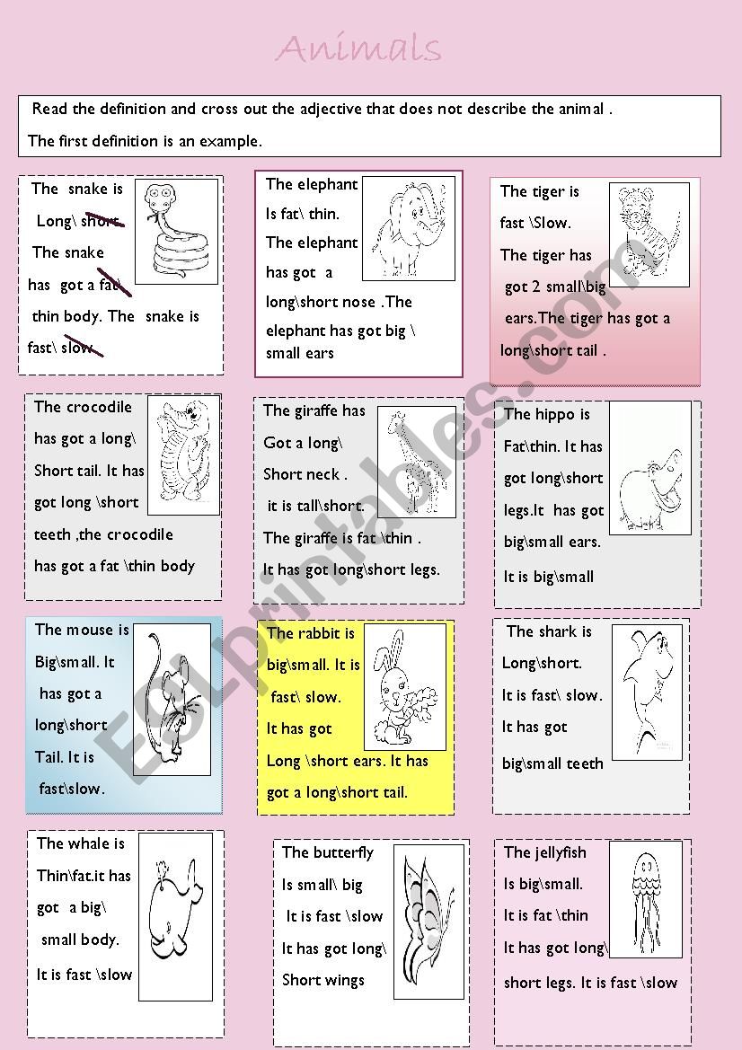 animals  worksheet