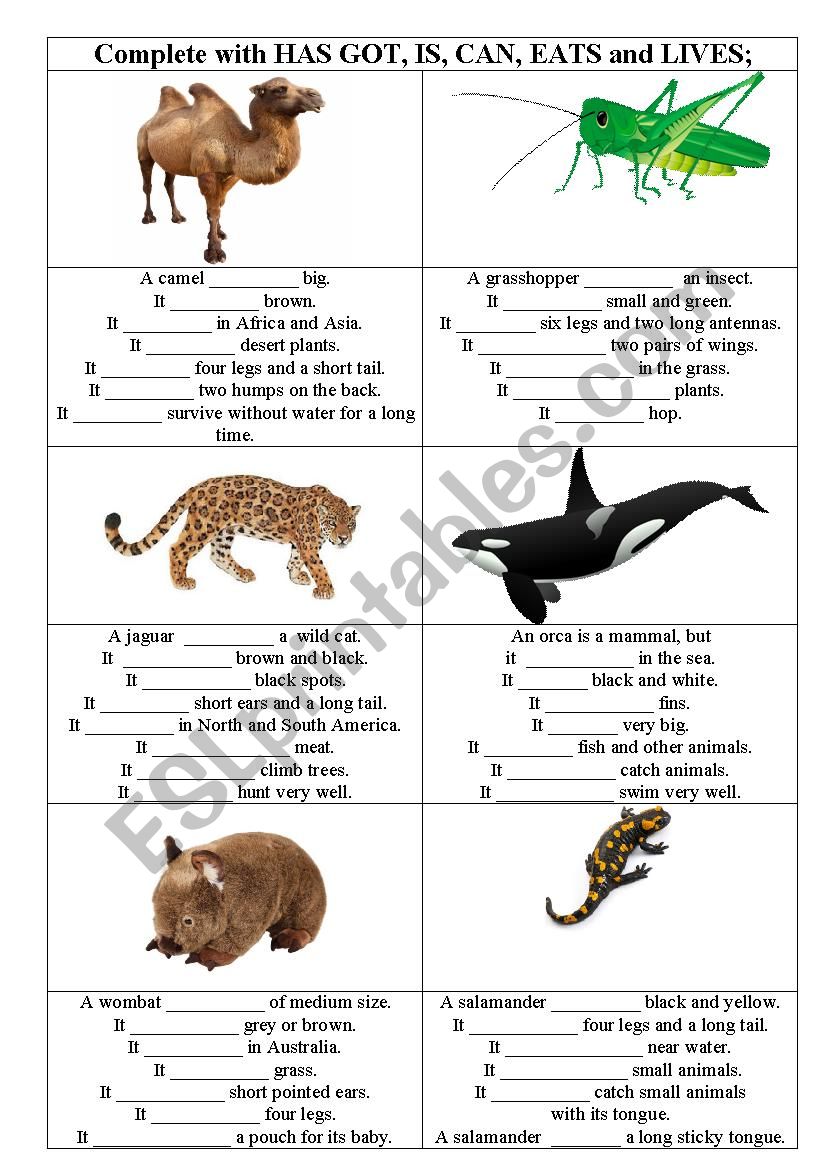 Describing animals worksheet