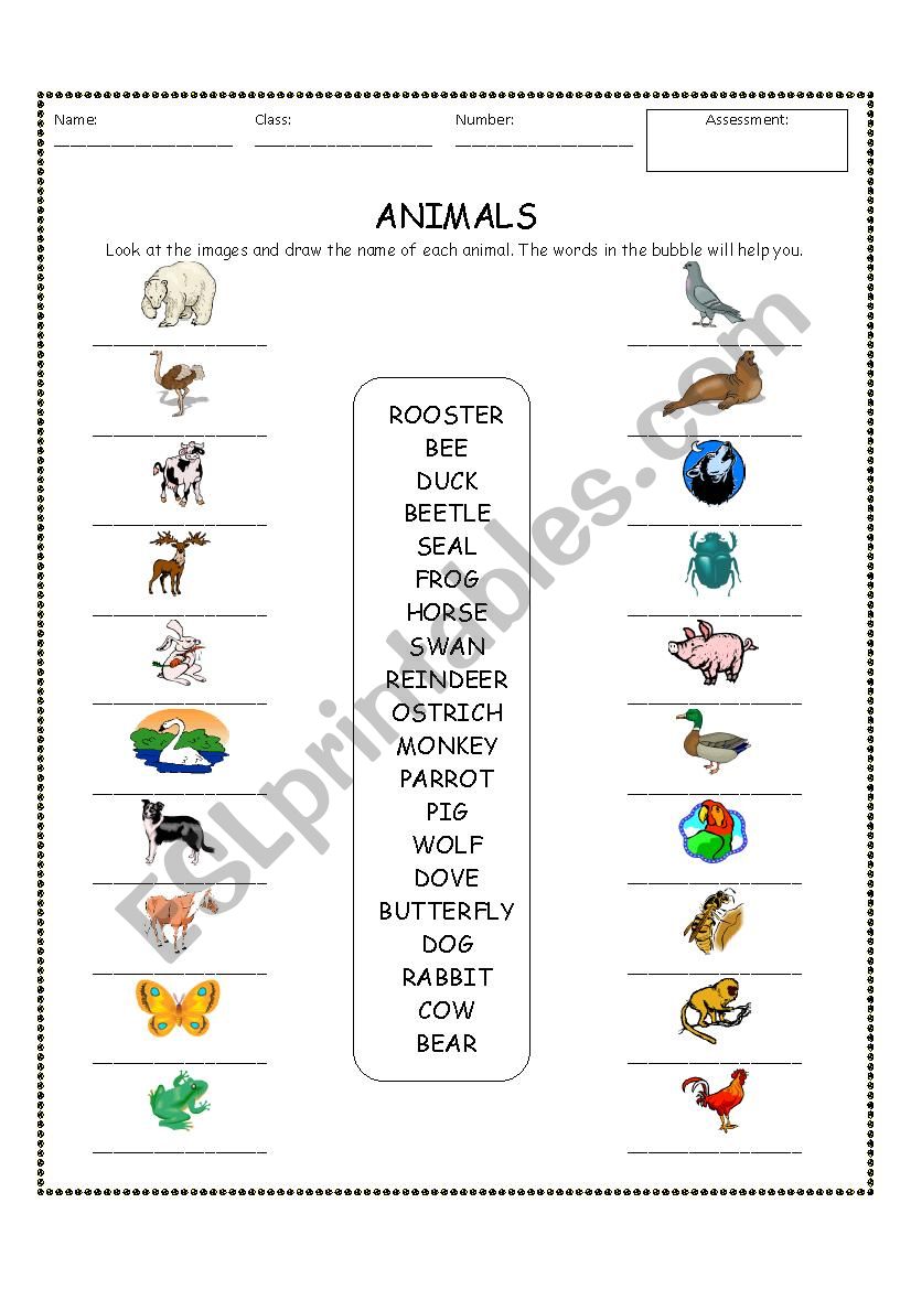 Animals worksheet