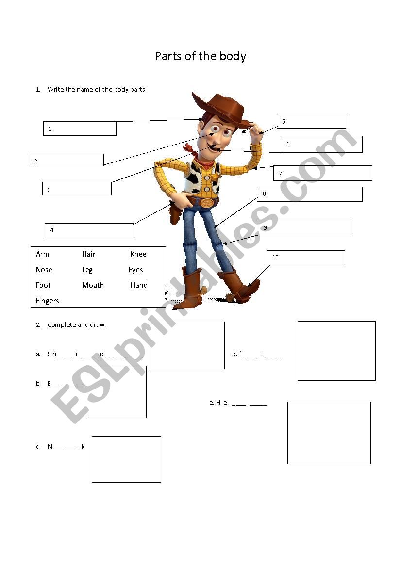 Body parts  worksheet