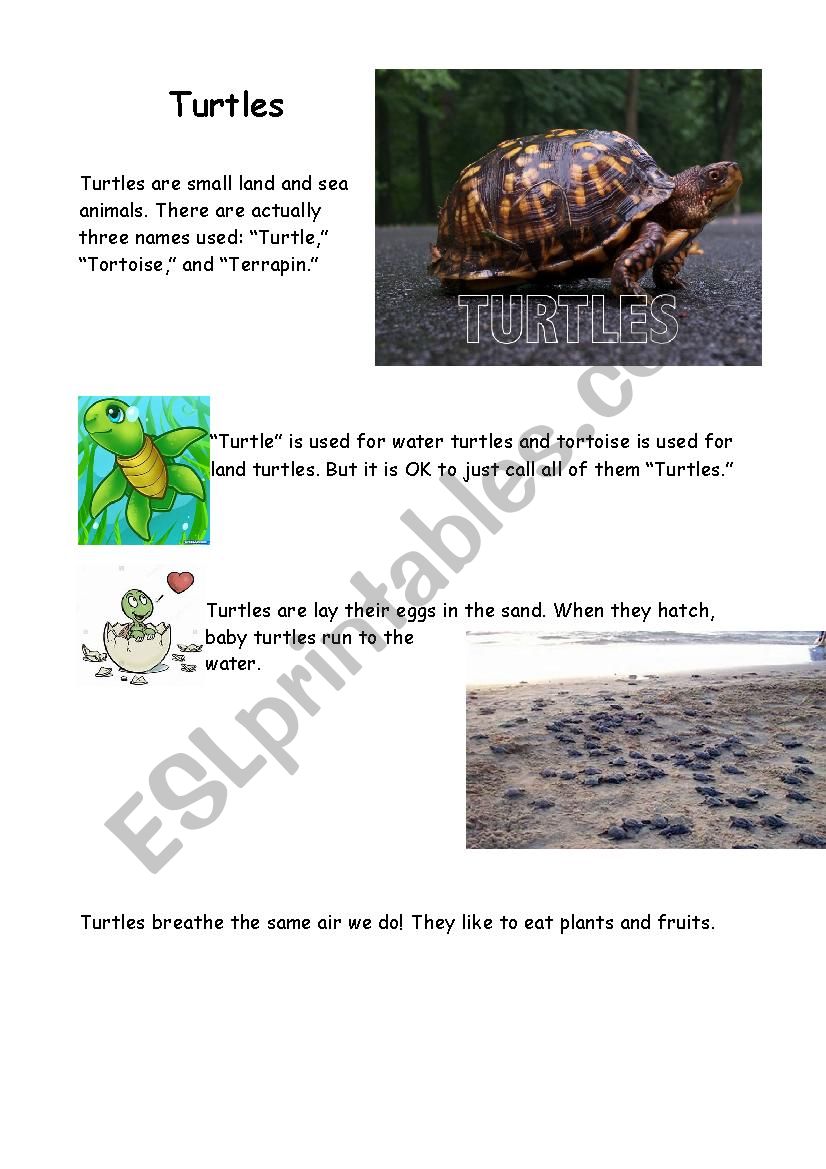 All about turtles worksheet